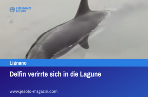 Delfin verirrte sich in die Lagune