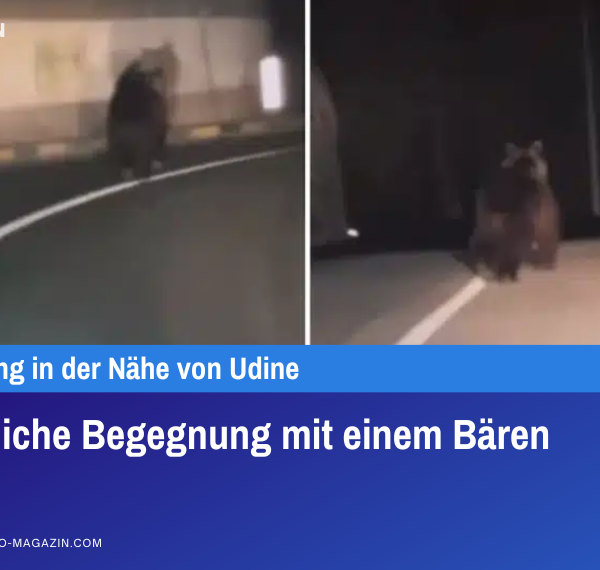 Nächtliche Begegnung mit einem Bären
